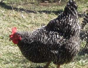 Including Animals In Your Diet Image